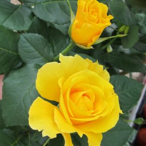 Rose (Hybrid Tea Rose) "Midas Touch"
