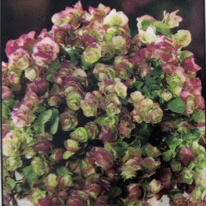 Ornamental Oregano