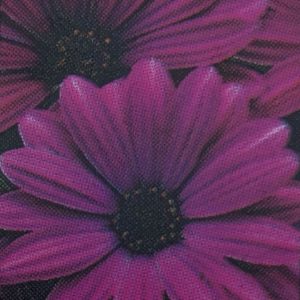 Osteospermum-Akila Purple