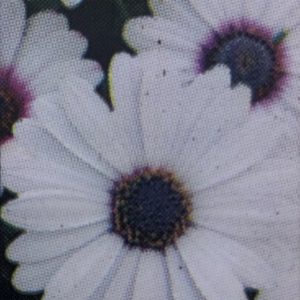 Osteospermum-Akila White