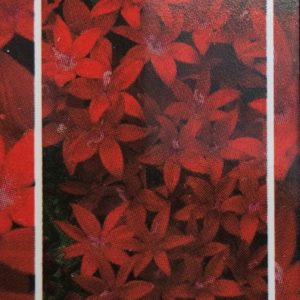 Pentas-Lucky Star Dark Red
