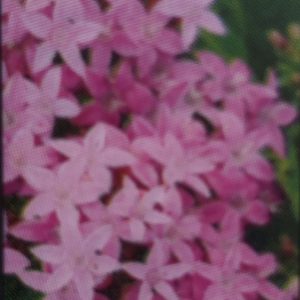 Pentas-Lucky Star Lavender