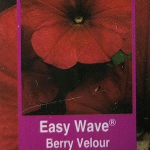 Petunia Easy Wave-Berry Velour