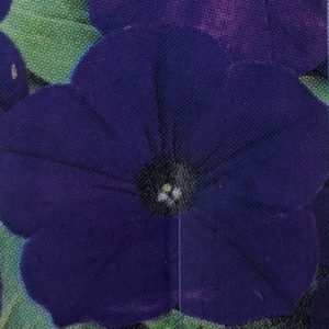 Petunia Easy Wave-Blue