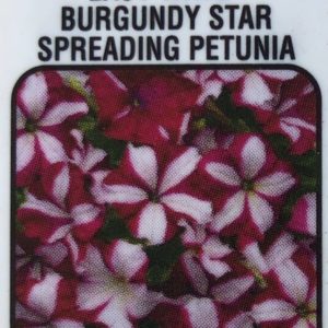 Petunia Easy Wave-Burgundy Star