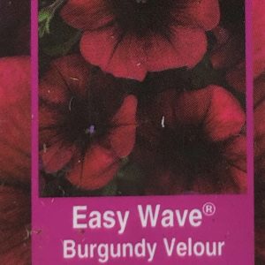 Petunia Easy Wave-Burgundy Velour