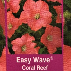 Petunia Easy Wave-Coral Reef