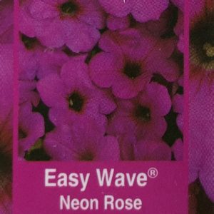 Petunia Easy Wave-Neon Rose