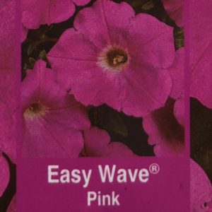 Petunia Easy Wave-Pink