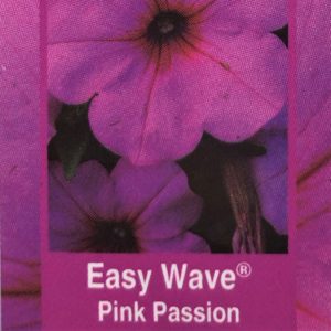 Petunia Easy Wave-Pink Passion