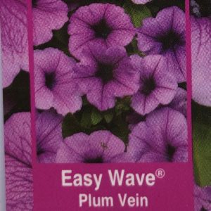 Petunia Easy Wave-Plum Vein