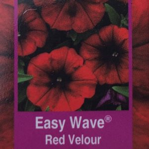 Petunia Easy Wave-Red Velour