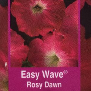 Petunia Easy Wave-Rosy Dawn