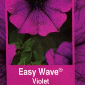 Petunia Easy Wave-Violet