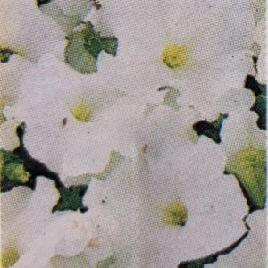 Petunia Easy Wave-White