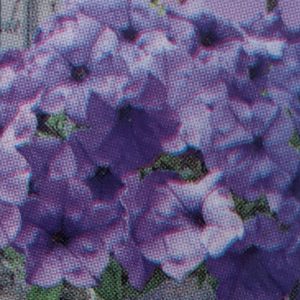 Petunia Easy Wave-Evening Scentsation