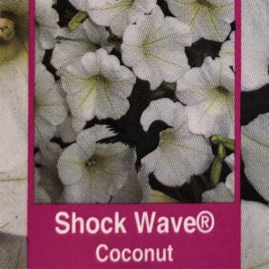 Petunia Shock Wave-Coconut