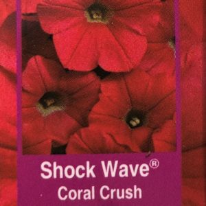 Petunia Shock Wave-Coral Crush
